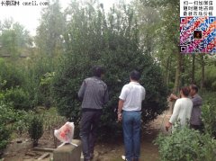 沭陽(yáng)3米大葉黃楊球價(jià)格1200元裝車