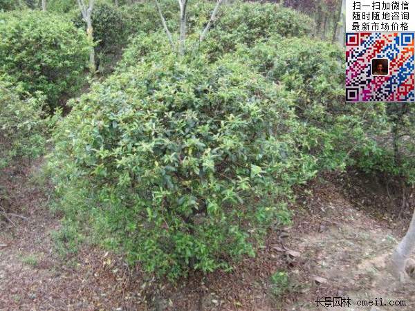 火棘--長景園林 火棘--長景園林