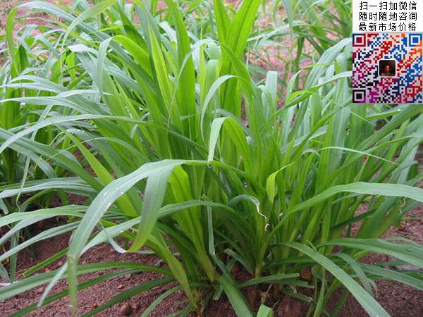 十大高產牧草皇竹草圖片 十大高產牧草皇竹草圖片