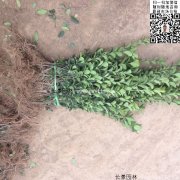 哪里有大葉黃楊綠籬苗 價(jià)格是多少？