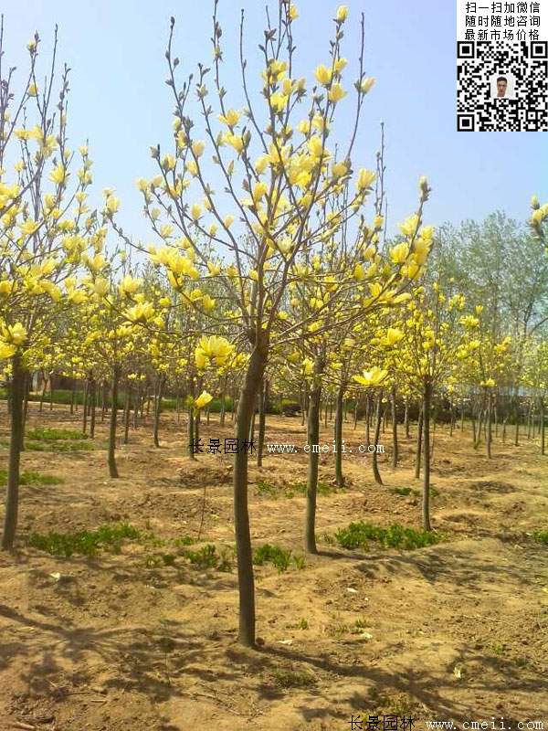 園林喬木植物黃玉蘭圖片 園林喬木植物黃玉蘭圖片