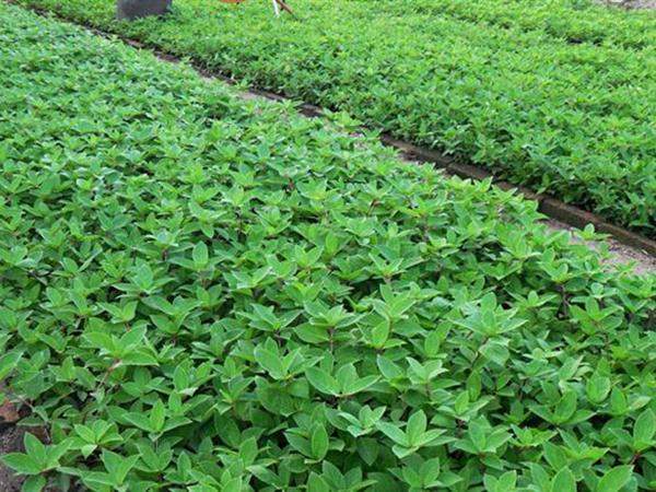 繡球花苗 繡球花苗