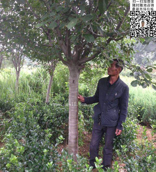 12~15~20公分西府海棠 12~15~20公分西府海棠