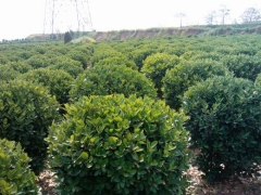 冠幅1米大葉黃楊球沭陽(yáng)裝車價(jià)格35元