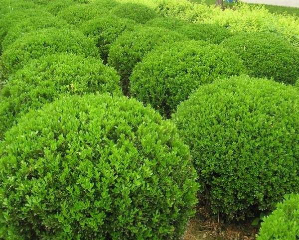 小葉黃楊圖片 小葉黃楊圖片