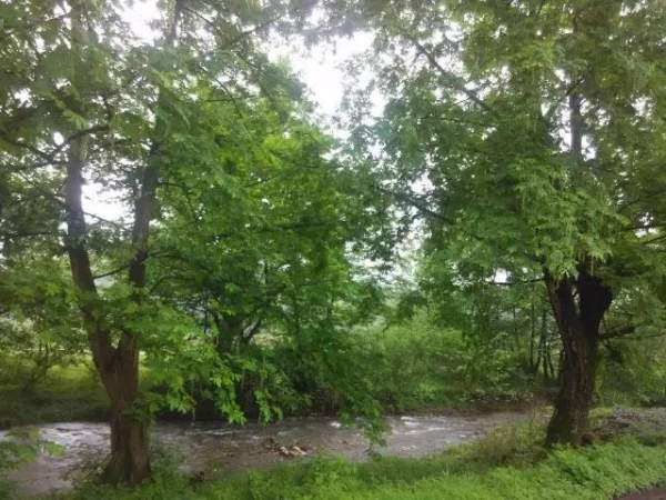 楓楊樹(shù)圖片賞析