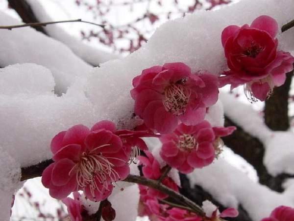 紅梅的花語是什么？