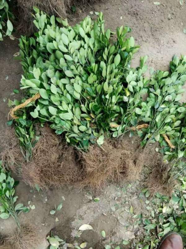 山西大葉黃楊苗 山西大葉黃楊苗