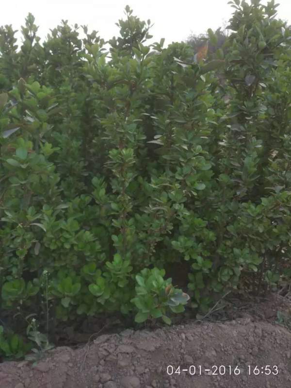 山西大葉黃楊苗 山西大葉黃楊苗