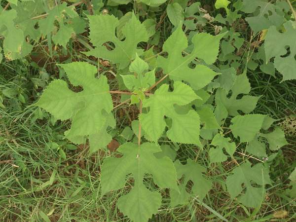 構(gòu)樹的生長習(xí)性以及園林綠化應(yīng)用 構(gòu)樹的生長習(xí)性以及園林綠化應(yīng)用