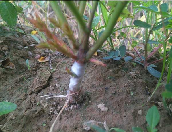 嫁接后出芽 嫁接后出芽