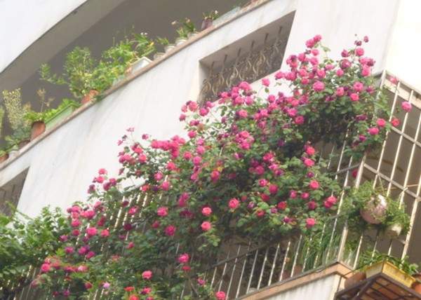 藤本月季高臺 藤本月季高臺