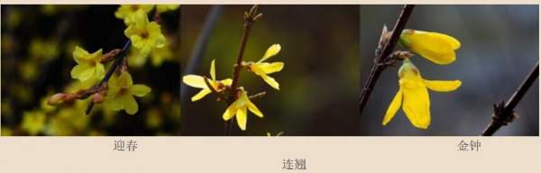 迎春花、金鐘和連翹如何區分?