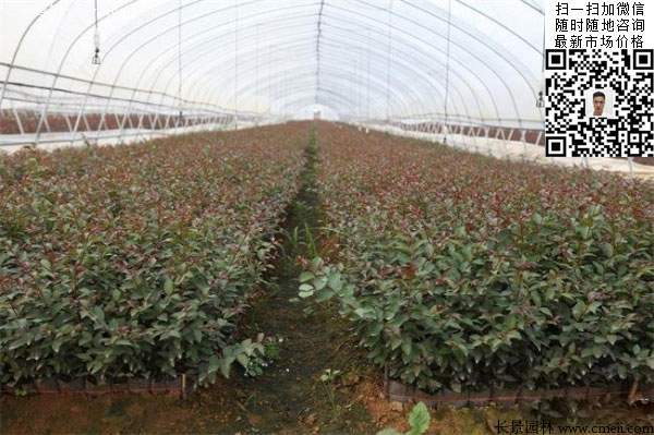 紫薇種子種植的小苗 紫薇種子種植的小苗