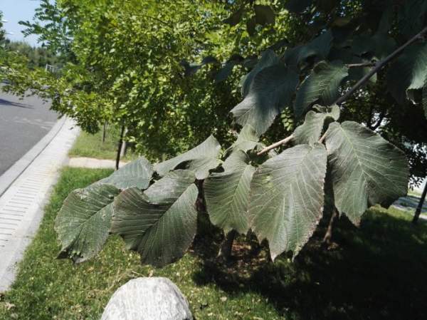 裂葉榆樹葉子 裂葉榆樹葉子