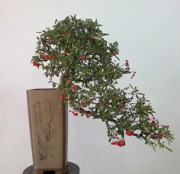 火棘盆景 火棘盆景