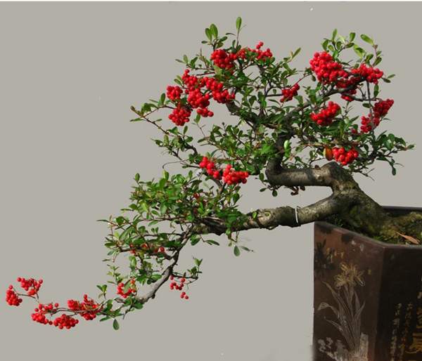 細(xì)圓齒火棘盆景 細(xì)圓齒火棘盆景