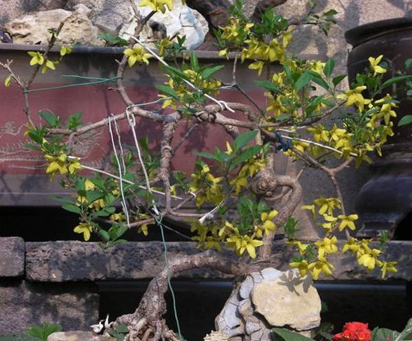 造型中的連翹 造型中的連翹