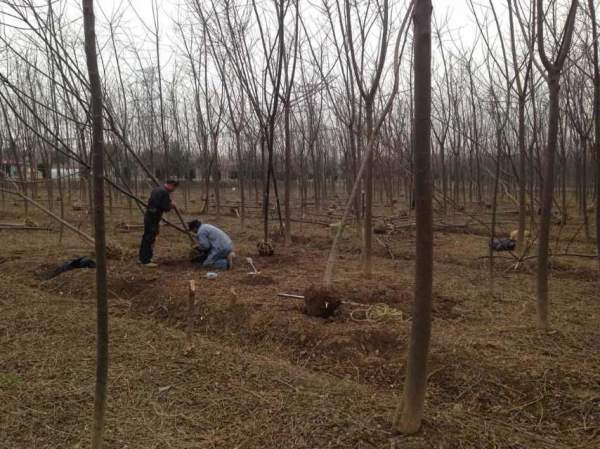 胸徑7公分8公分9公分苦楝樹圖片 胸徑7公分8公分9公分苦楝樹圖片