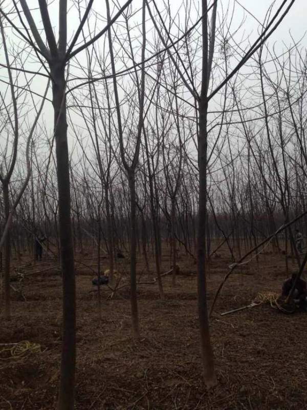 胸徑7公分8公分9公分苦楝樹圖片 胸徑7公分8公分9公分苦楝樹圖片