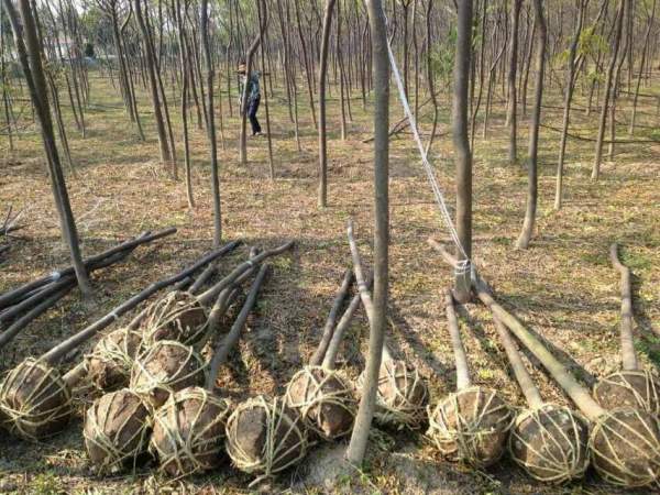 批發(fā)6公分7公分苦楝樹 批發(fā)6公分7公分苦楝樹