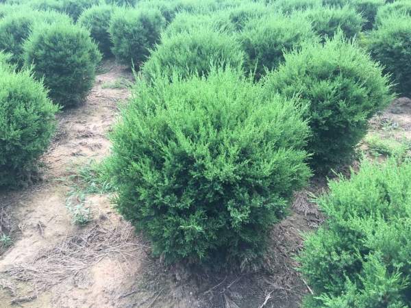 冠幅80公分1米1.2米1.3米蜀檜球 冠幅80公分1米1.2米1.3米蜀檜球