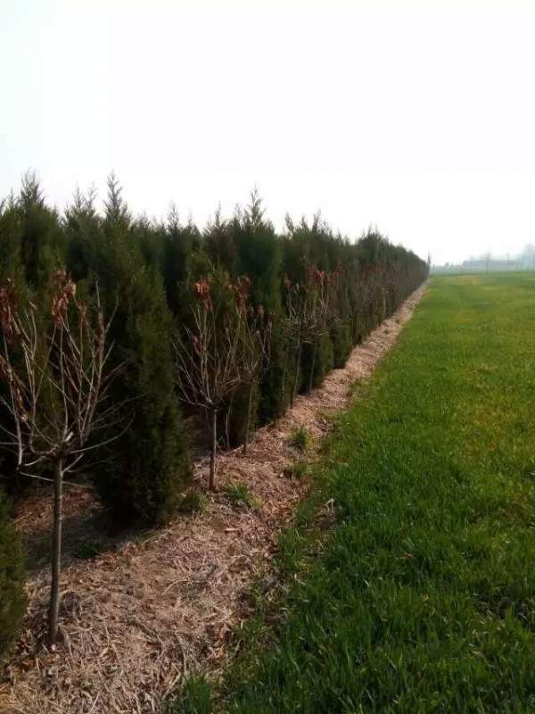 高度2.7米2.8米3米蜀檜價格優惠 高度2.7米2.8米3米蜀檜價格優惠