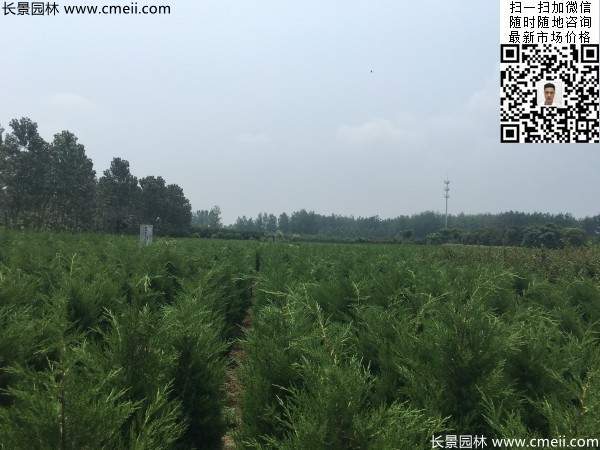 高度60公分70公分80公分蜀檜大量供應 高度60公分70公分80公分蜀檜大量供應