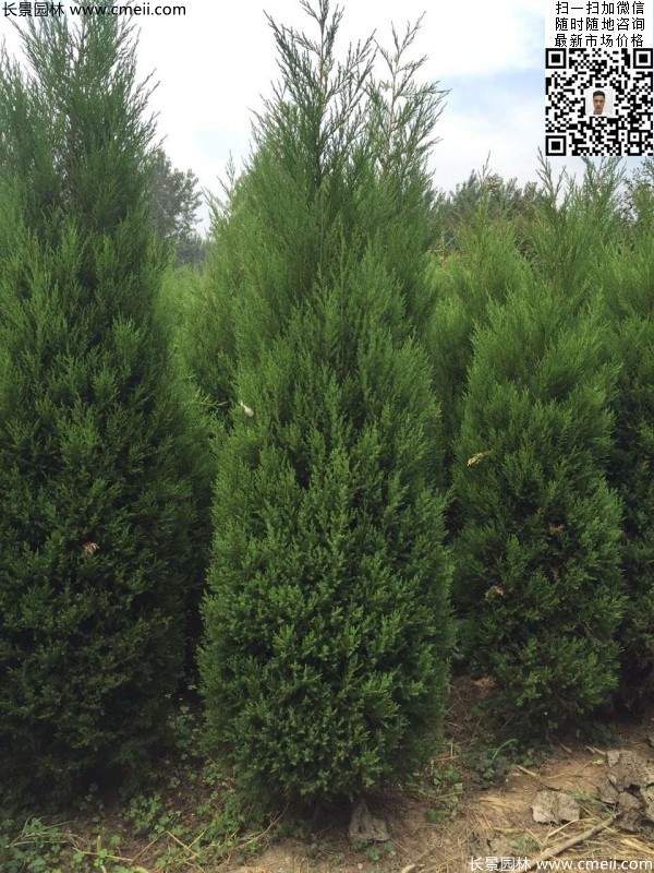 高度2.2米2.3米蜀檜大量供應公路綠化植物 高度2.2米2.3米蜀檜大量供應公路綠化植物
