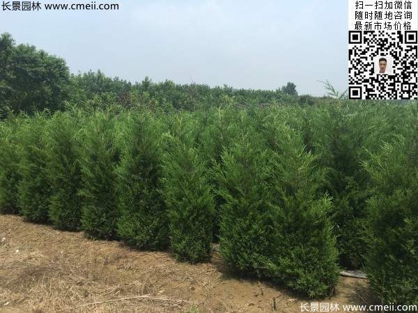 高度2.2米2.3米蜀檜大量供應公路綠化植物 高度2.2米2.3米蜀檜大量供應公路綠化植物