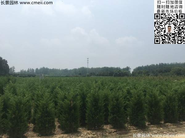 高度1米1.2米蜀檜精品苗優惠價格出售 高度1米1.2米蜀檜精品苗優惠價格出售