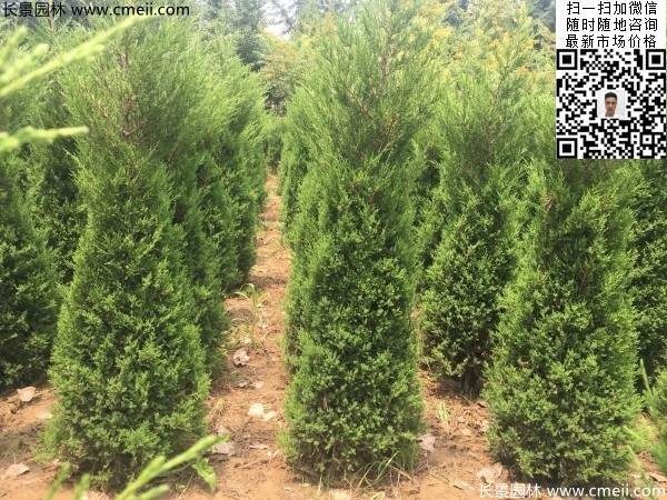 高度1米1.2米蜀檜精品苗優惠價格出售 高度1米1.2米蜀檜精品苗優惠價格出售