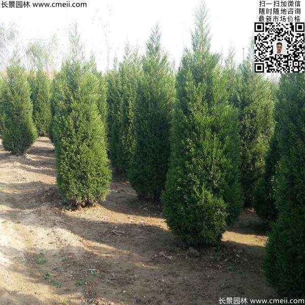 高度2.5米2.8米3米塔柏起苗現場圖片 高度2.5米2.8米3米塔柏起苗現場圖片