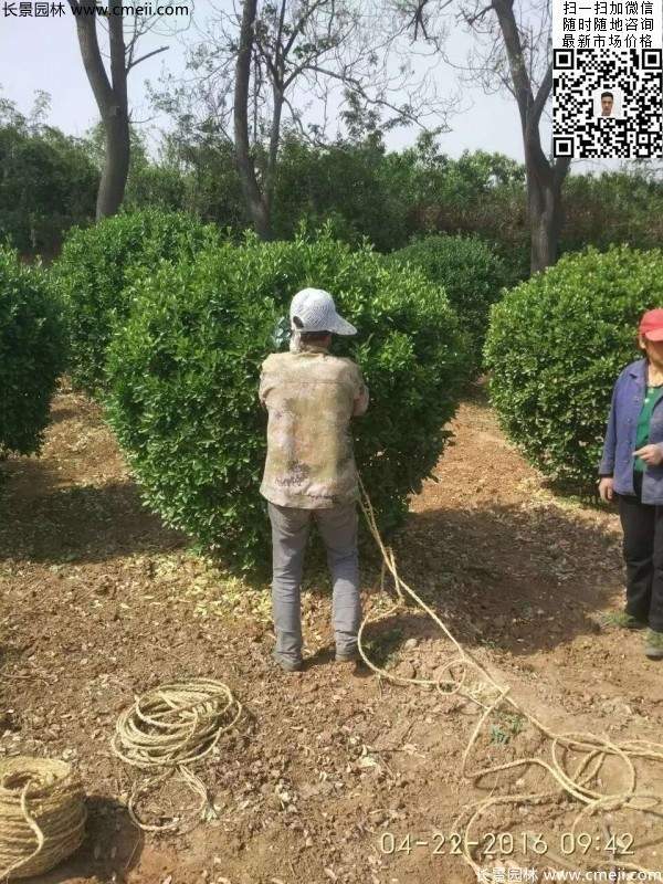 冠幅1.8米2米2.3米大葉黃楊球 冠幅1.8米2米2.3米大葉黃楊球