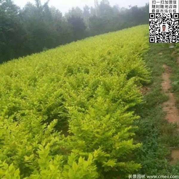 高度30公分40公分50公分金葉女貞苗苗圃現場圖片 高度30公分40公分50公分金葉女貞苗苗圃現場圖片