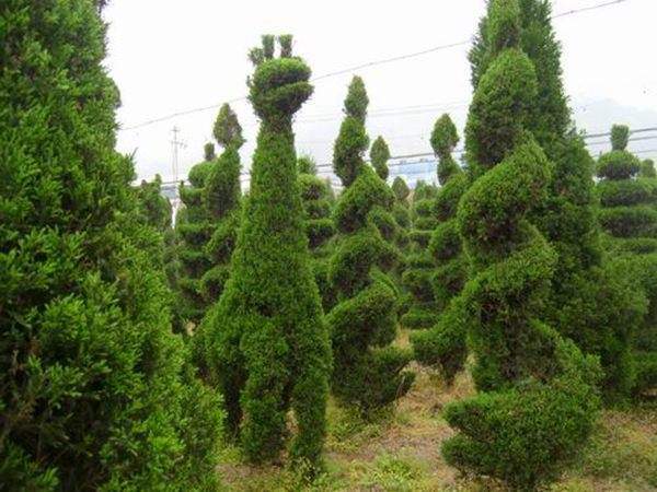 勁爆眼球的檜柏造型，心都醉了