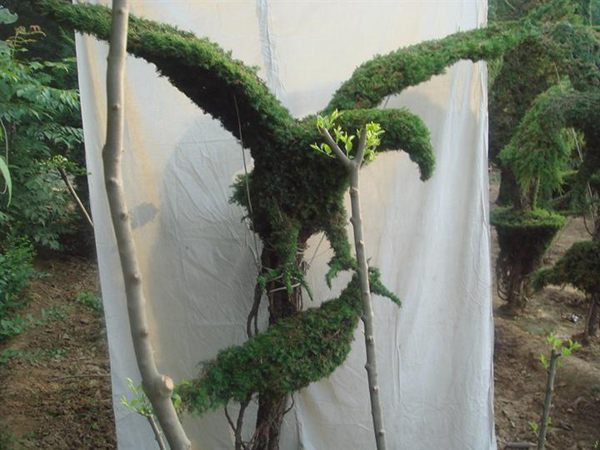 勁爆眼球的檜柏造型，心都醉了