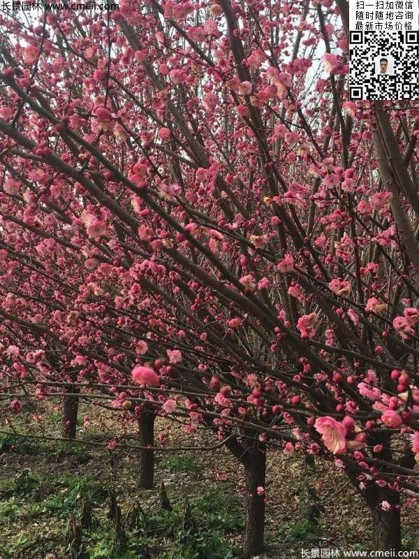 高端、大氣、上檔次的紅梅