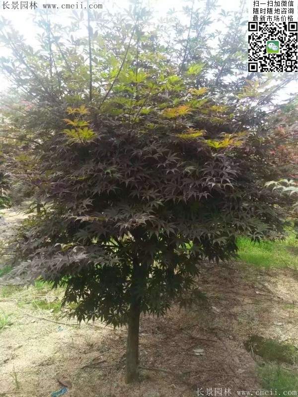 精品紅楓樹 精品紅楓樹