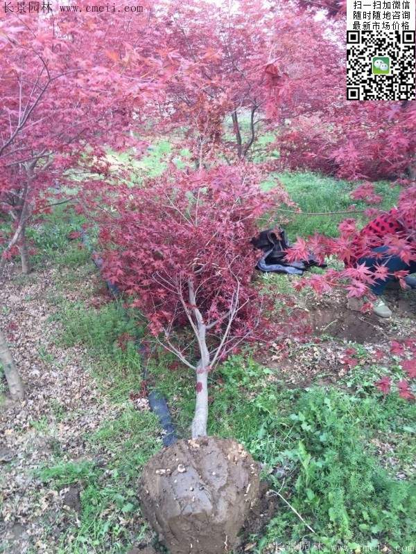 1.2、1.5、1.8米的紅楓樹 1.2、1.5、1.8米的紅楓樹