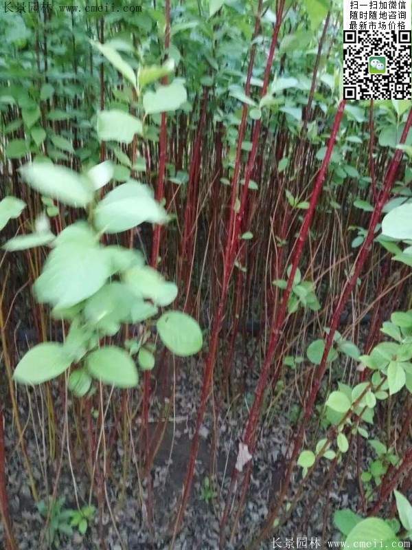 紅瑞木基地--長景園林 紅瑞木基地--長景園林