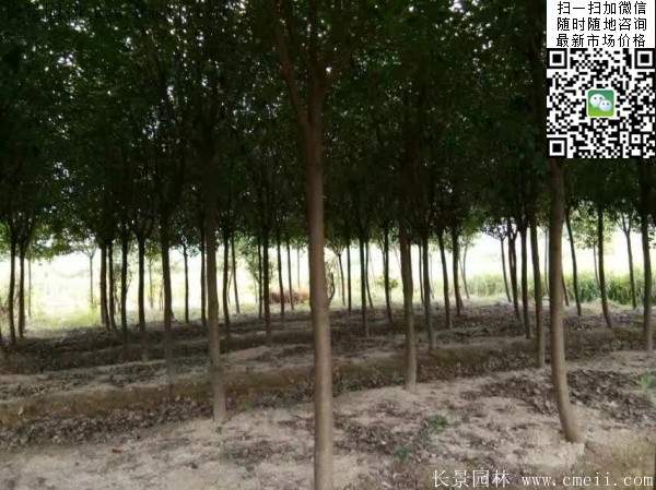 紅葉石楠--長景園林 紅葉石楠--長景園林