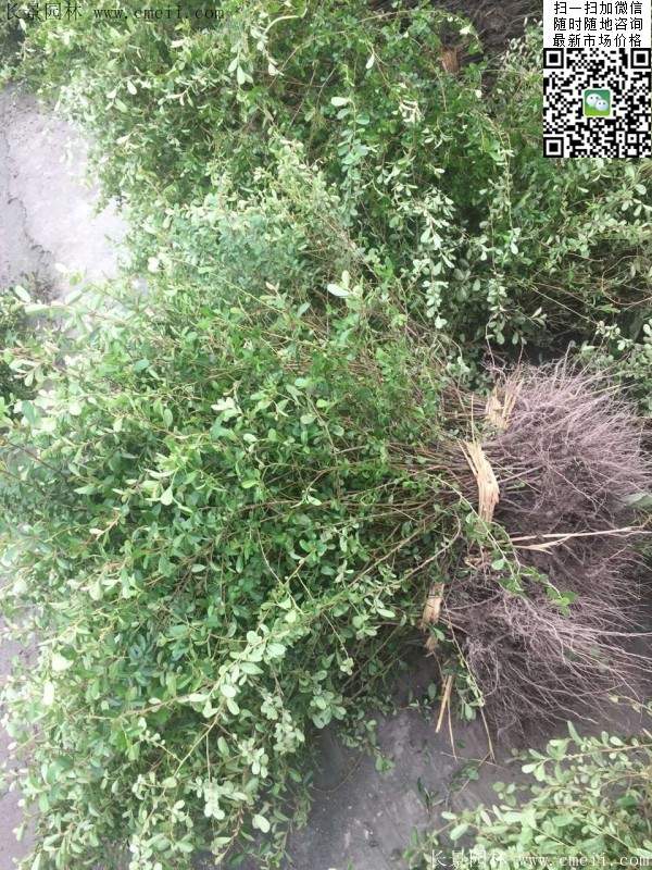 火棘--長景園林 火棘--長景園林