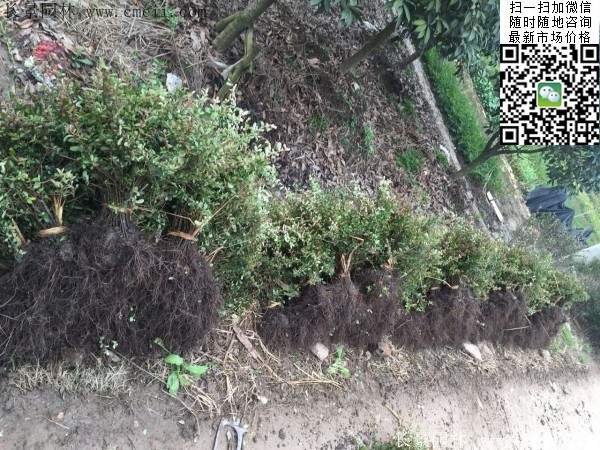 火棘--長景園林 火棘--長景園林