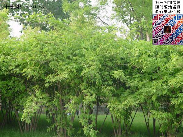 2米高的金銀木多少錢(qián)一棵 2米高的金銀木多少錢(qián)一棵