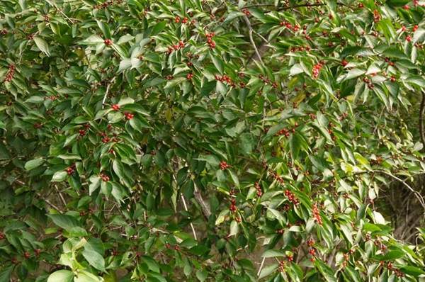 2米高的金銀木多少錢(qián)一棵 2米高的金銀木多少錢(qián)一棵