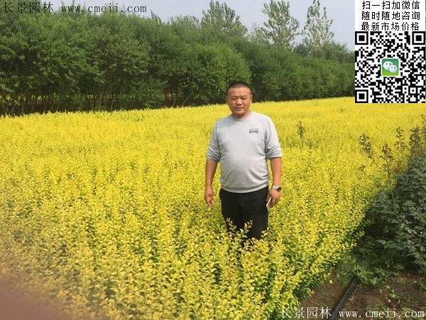 金葉女貞--長景園林 金葉女貞--長景園林