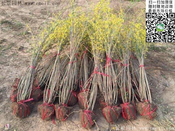 連翹--長(zhǎng)景園林 連翹--長(zhǎng)景園林