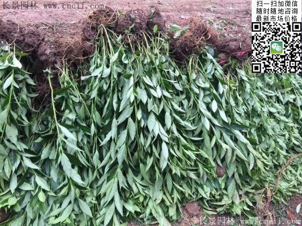 連翹--長(zhǎng)景園林 連翹--長(zhǎng)景園林