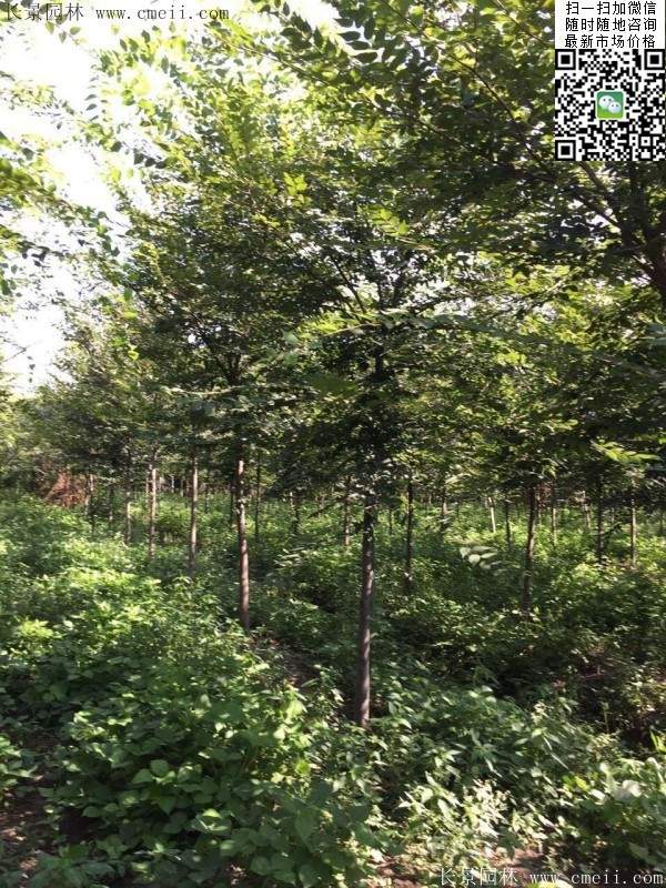 櫸樹種植 櫸樹種植